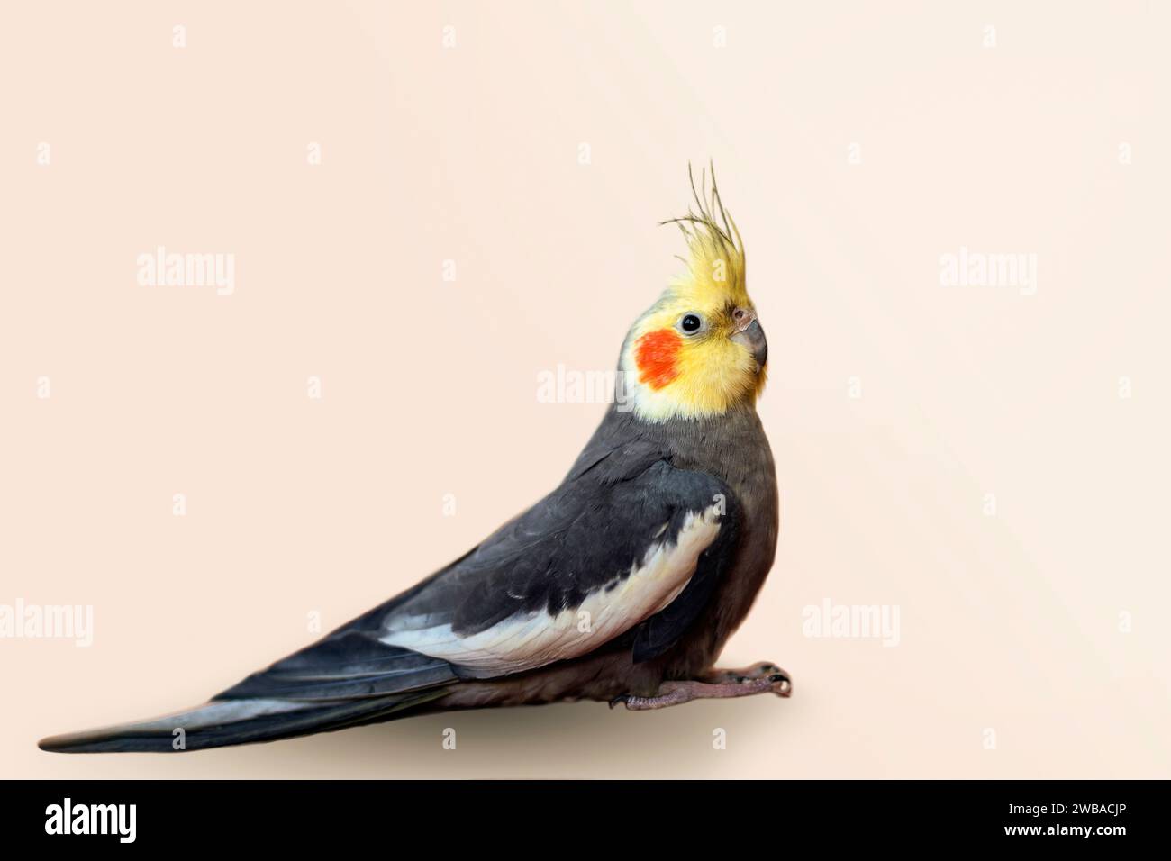 Bellissimo pappagallo giallo e grigio Cockatiel Nymphicus hollandicus isolato su sfondo neutro Foto Stock