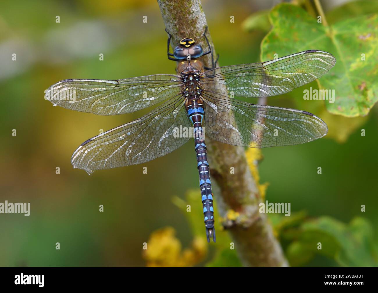 L'Imperatore Dragonfly arroccato sull'albero con le ali aperte. Foto Stock