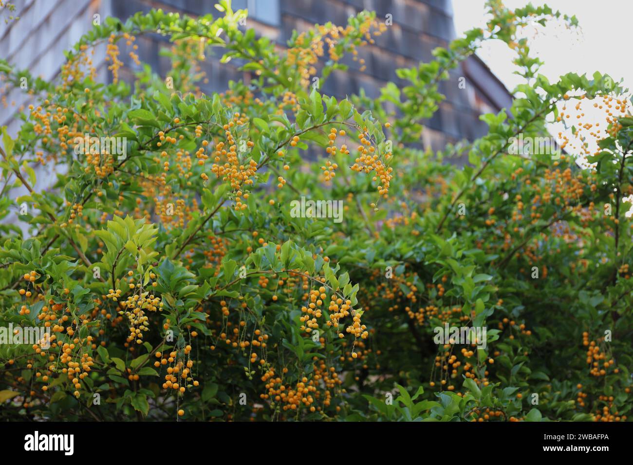 Un Golden Dewdrop, Duranta erecta, ripieno di bacche gialle in autunno, a Princeville, Kauai, Hawaii, USA Foto Stock
