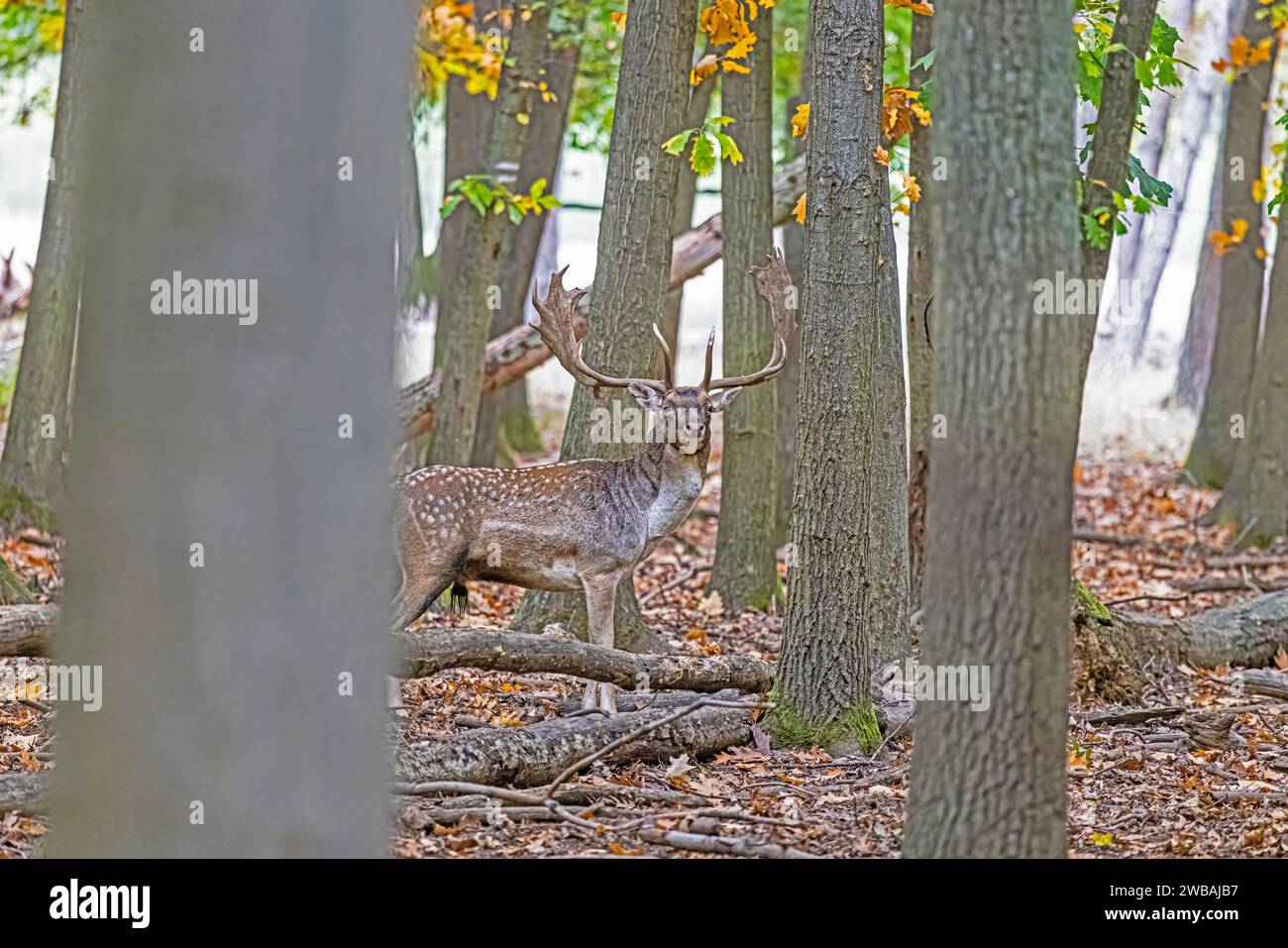 Foto di un cervo con grandi palchi in una foresta tedesca durante il giorno Foto Stock