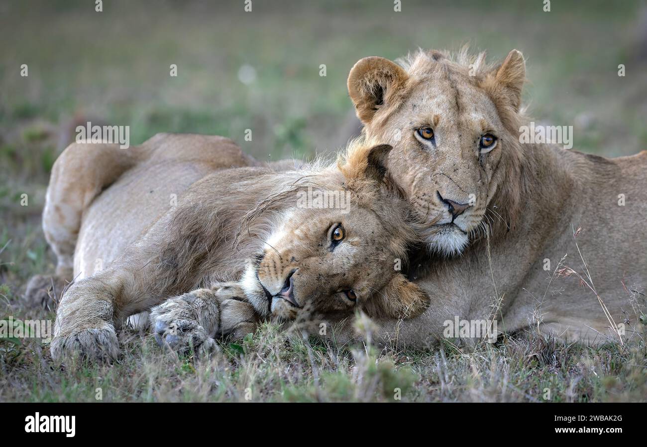 Due maestosi leoni africani che si rilassano nell'erba, entrambi riposano comodamente in uno stato rilassato. Foto Stock