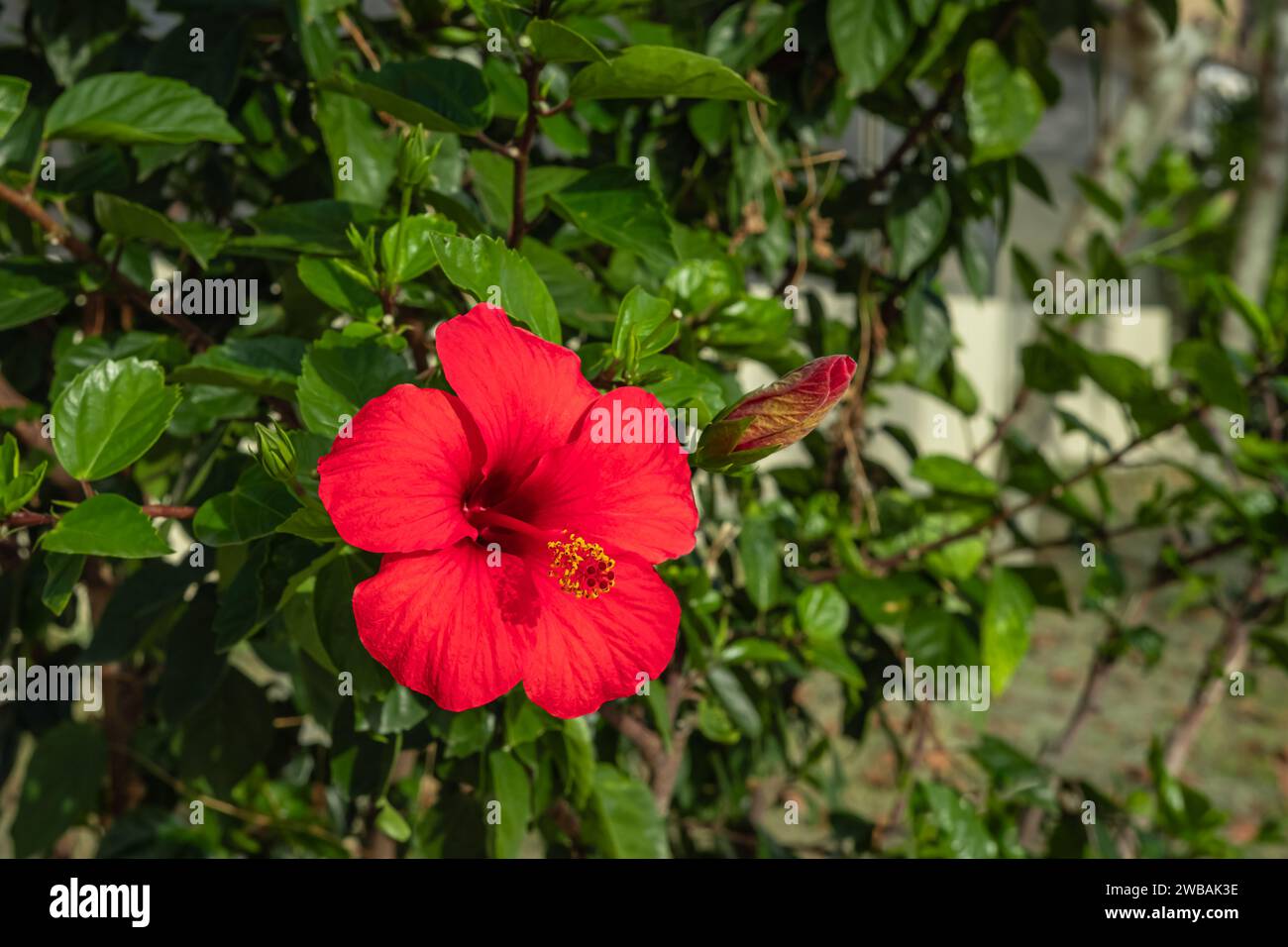 Grande fiore di ibisco rosso brillante con foglie verdi in un giardino. L'hibiscus rosa-sinensis è una pianta da fiore nota come ibisco cinese, rosa cinese, Haw Foto Stock