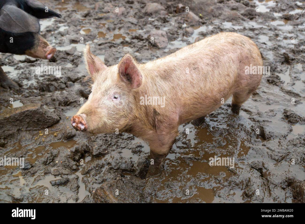 Un maiale in piedi nel fango Foto Stock