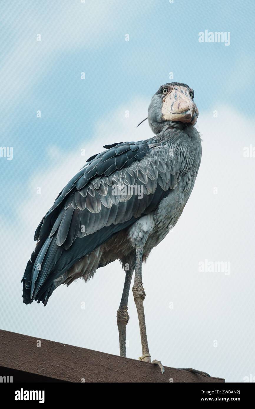 Un primo piano di un manto di scarpe (Balaeniceps rex), noto anche come la cicogna con la testa di balena, e una cicogna con la scarpa che è un grande uccello guado a gambe lunghe Foto Stock