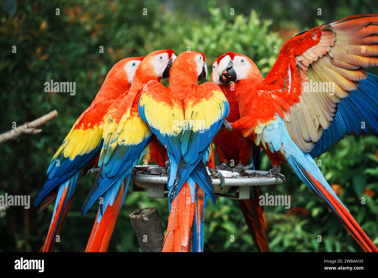 Un primo piano di pappagalli del nuovo mondo dalla coda lunga e spesso colorati Foto Stock