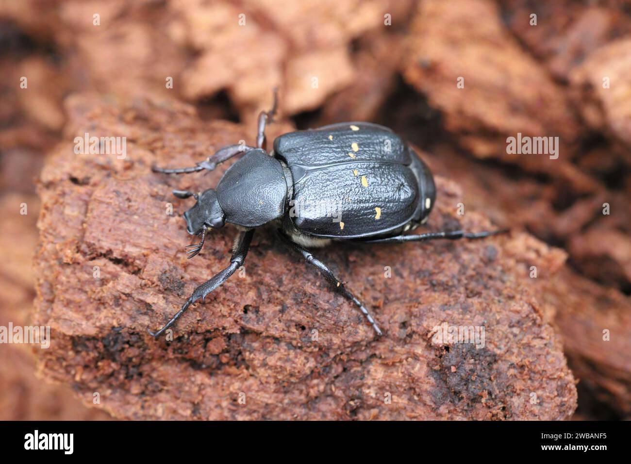 La variabile Chafer Gnorimus variabilis coleottero della famiglia Scarabaeidae scarabeo europeo raro sul legno di roten. Foto Stock
