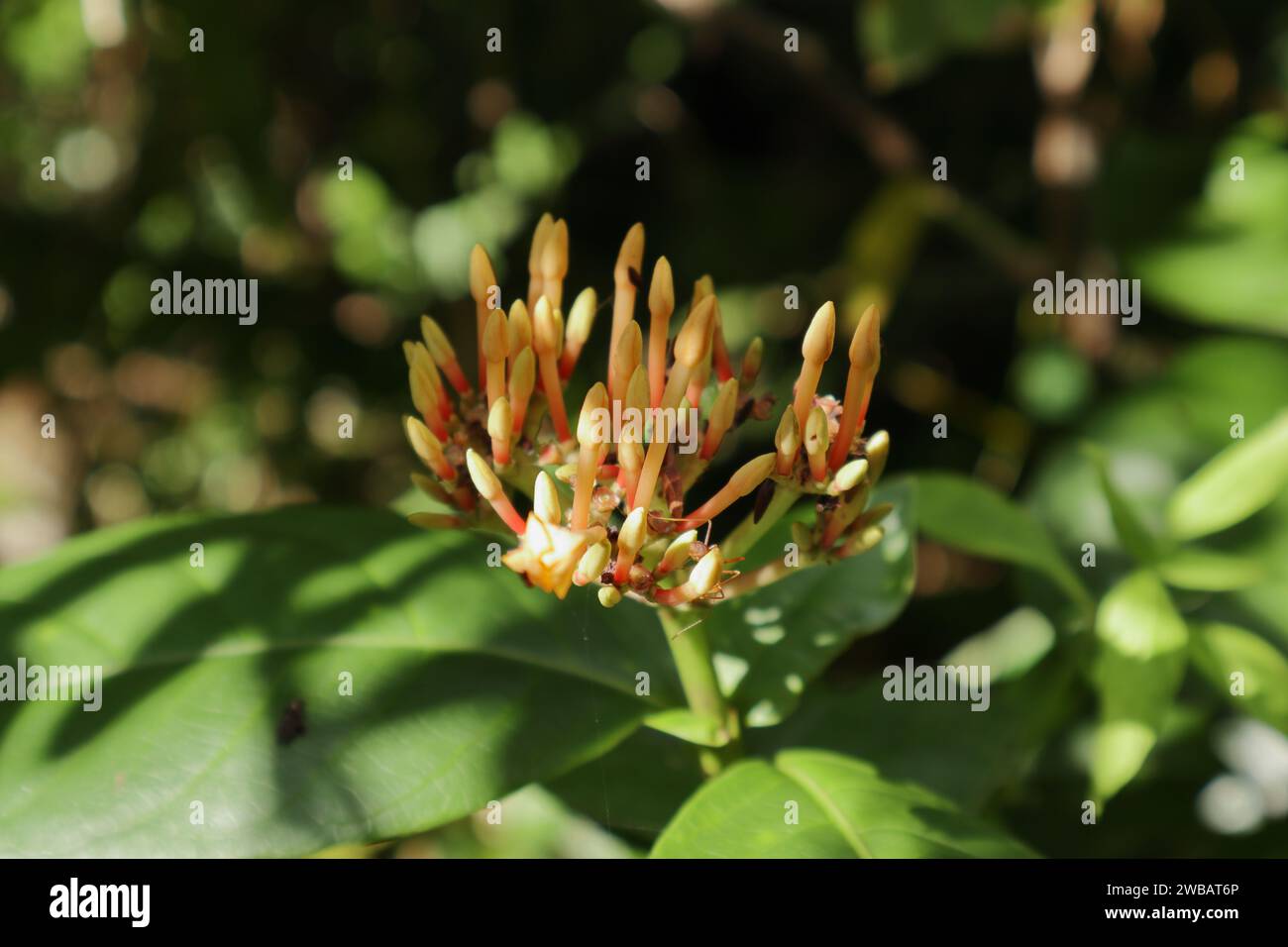 Vista della fiamma della giungla (Ixora coccinea) boccioli di fiori pronti a fiorire in gruppi di fiori, che sono di colore arancione giallastro e hanno esposto al r Foto Stock