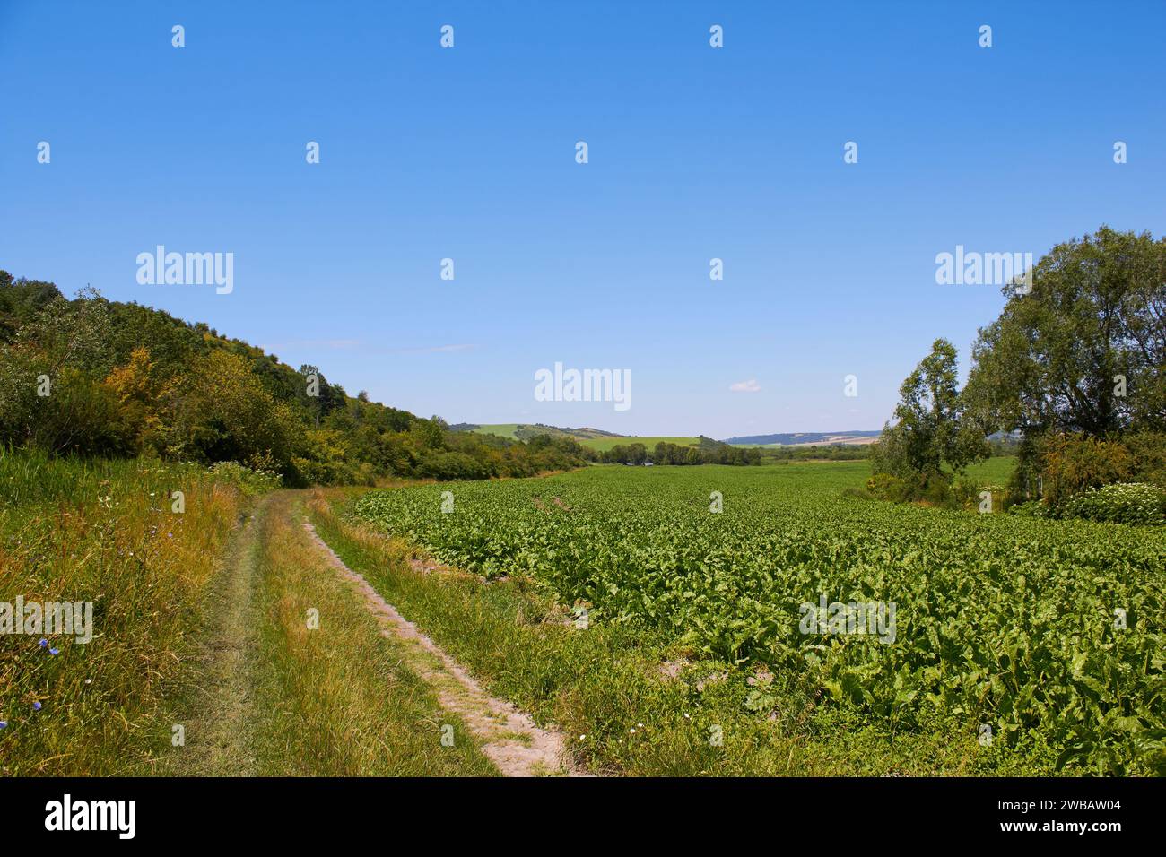 paesaggio di campi di barbabietola da zucchero e strada di campagna Foto Stock