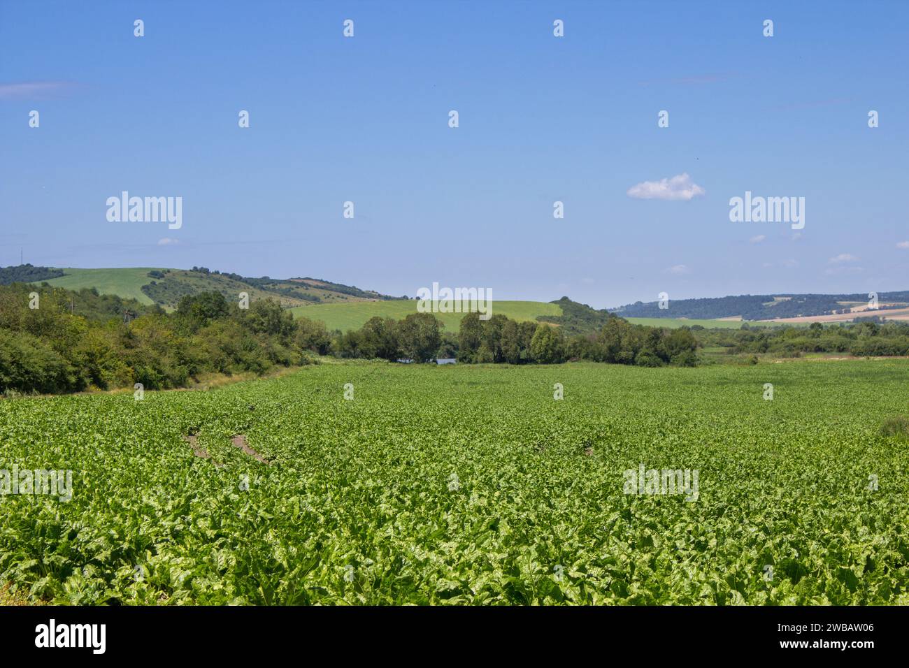Bellissimi campi di barbabietola da zucchero verde in un campo con montagne in lontananza Foto Stock