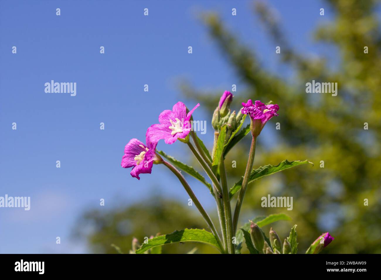 Fiorisce una pianta medicinale nella natura di Chamaenerion Foto Stock