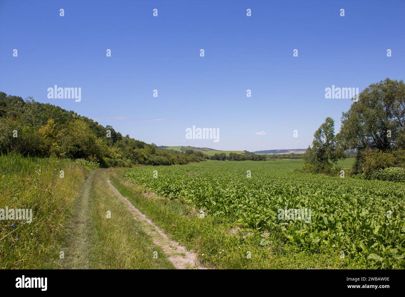 allevamento di barbabietole da zucchero con strada e montagne Foto Stock