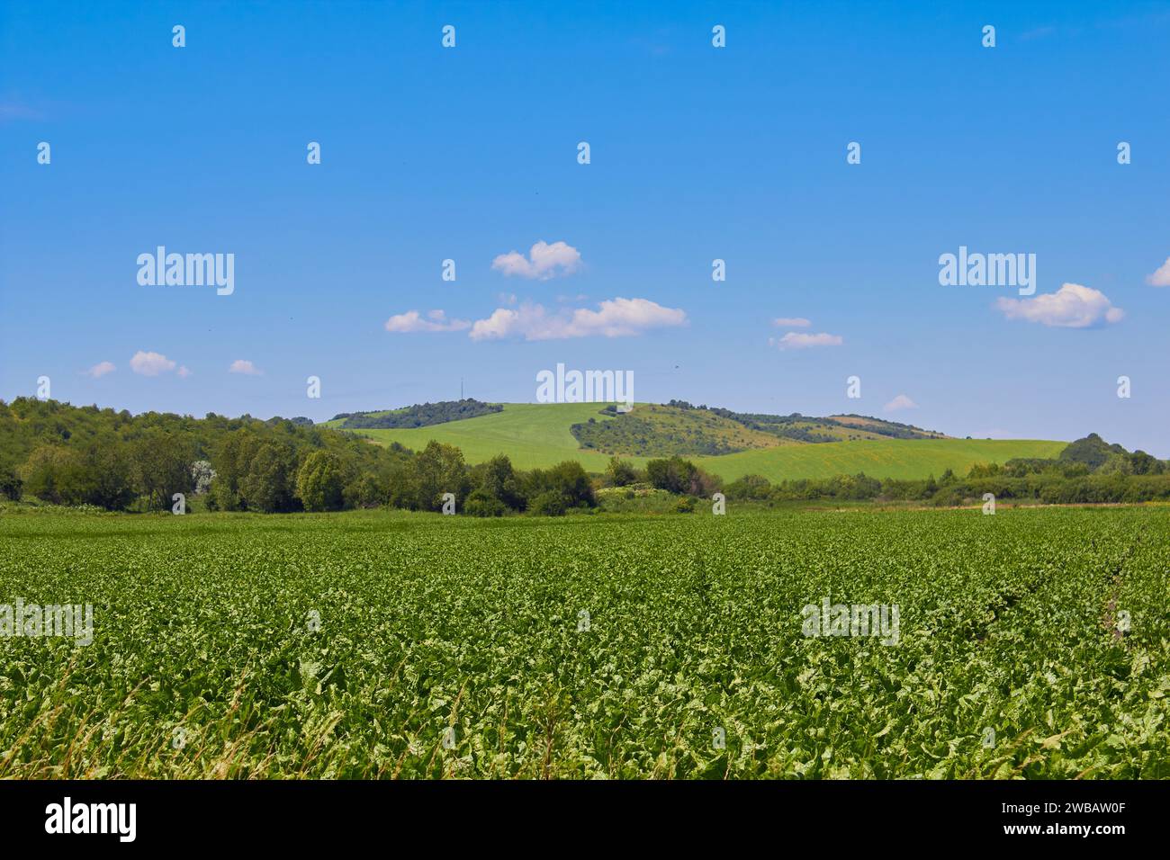 coltivare barbabietola da zucchero in campo in estate, splendido paesaggio Foto Stock