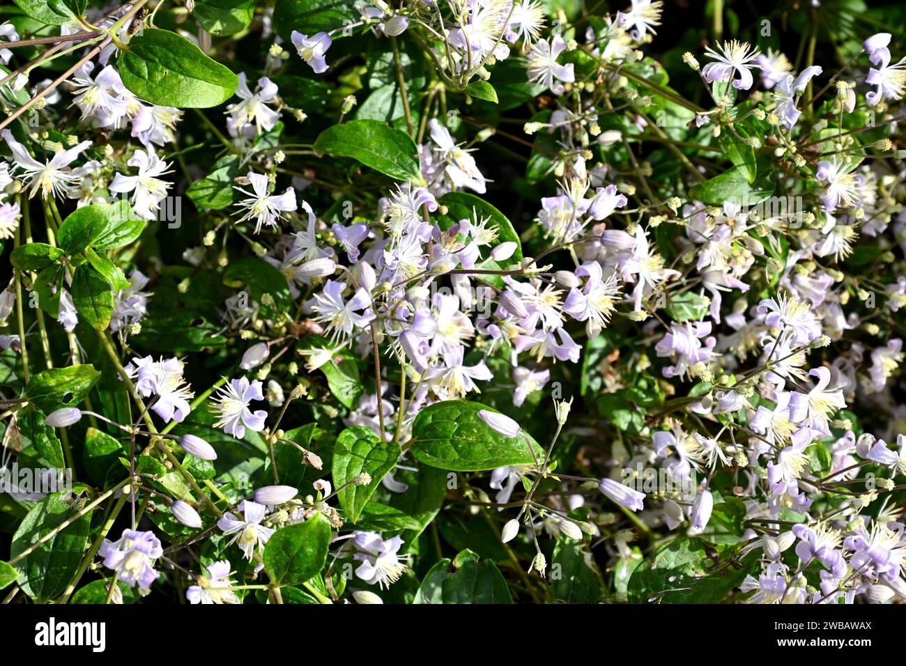 Fiori blu pallido della tarda estate di Clematis heracleifolia "Cassandra" che crescono nel giardino britannico di settembre Foto Stock