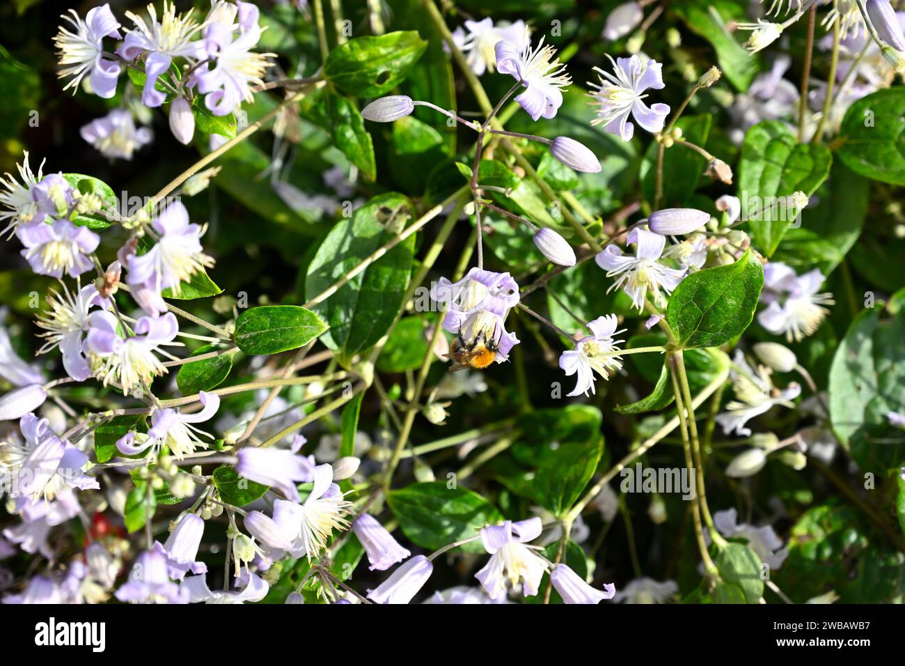 Fiori blu pallido della tarda estate di Clematis heracleifolia "Cassandra" che crescono nel giardino britannico di settembre Foto Stock