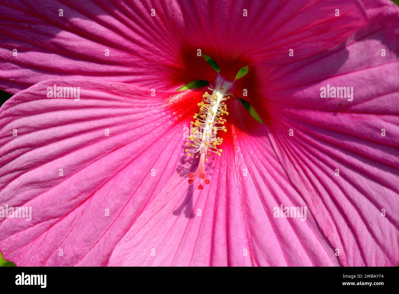 Macro di fiori di ibisco rosa vista frontale nel giardino francese Foto Stock