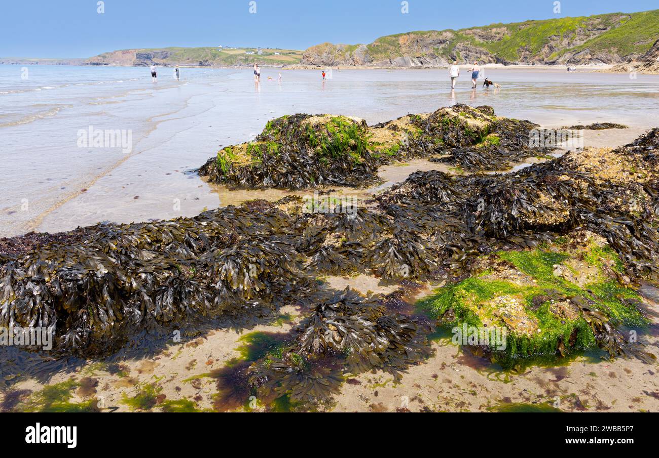 Le erbacce di mare hanno ricoperto le rocce sulla spiaggia di Little Haven con la bassa marea con alghe sulle rocce e persone sulla spiaggia del Galles del Sud Foto Stock