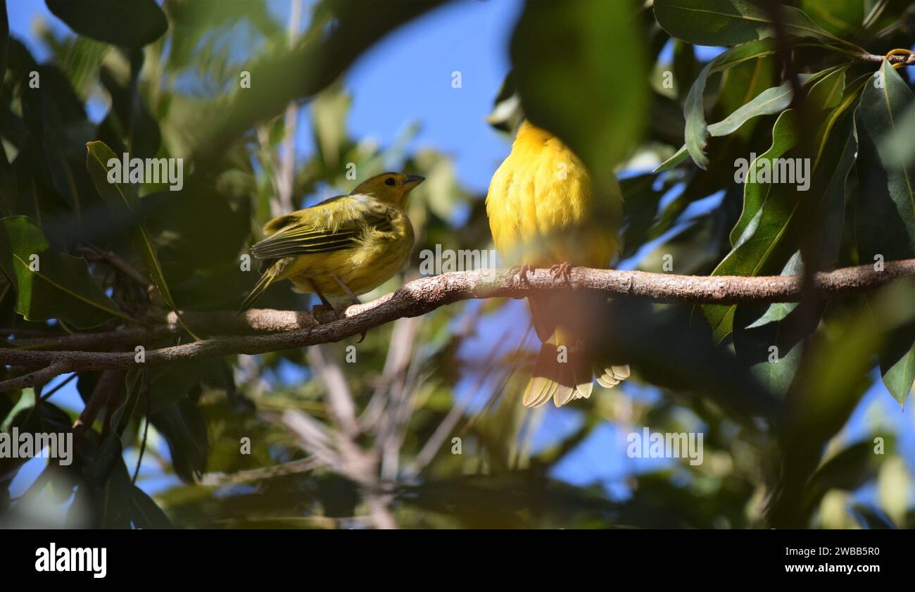 Canarinhos (sicalis flaveola) Foto Stock