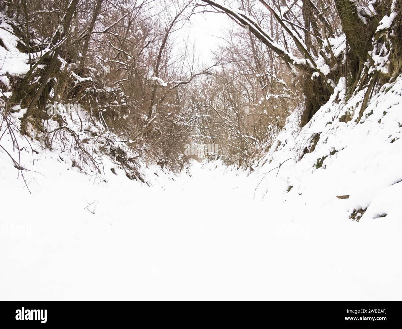 Foresta invernale nella neve. Paesaggio invernale. Alberi innevati. Foto Stock