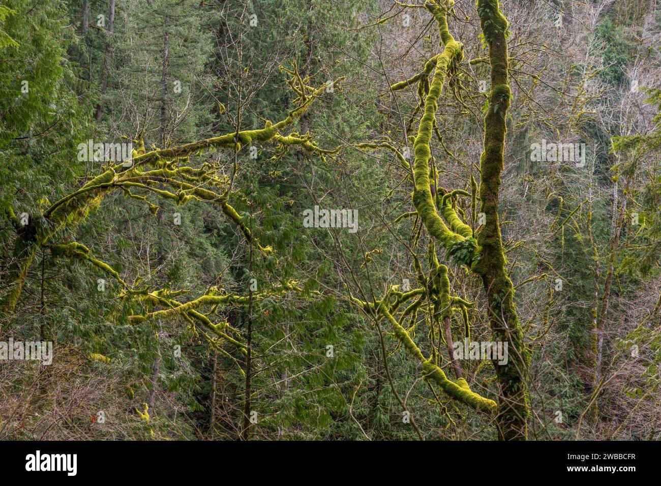 Tronchi ricoperti di muschio lungo il percorso escursionistico Twin Falls nell'Olallie State Park, nella valle del fiume Snoqualmie vicino a North Bend nello stato di Washington, uni Foto Stock