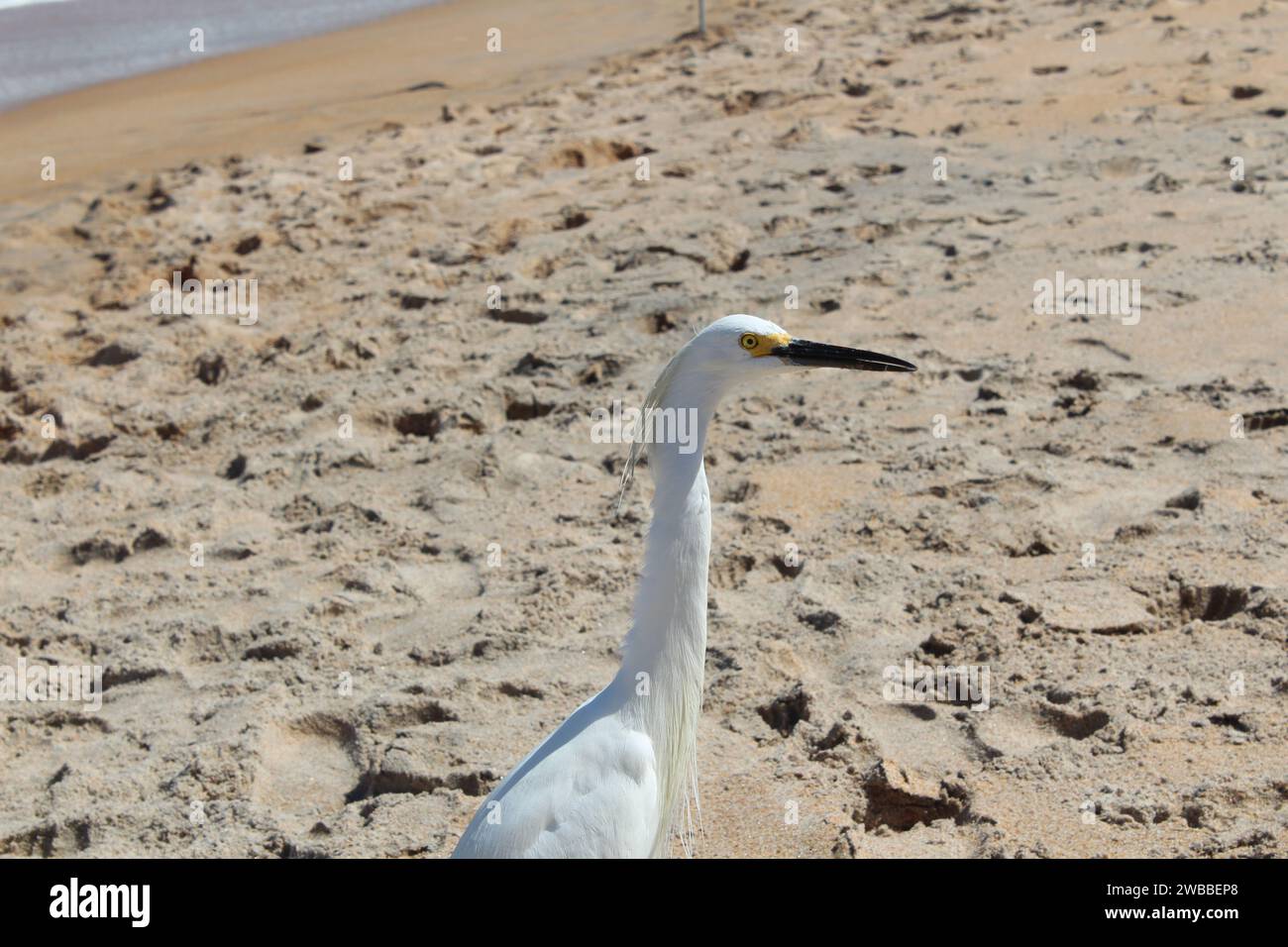 Nevoso Egret a Ormond Beach, Florida Foto Stock