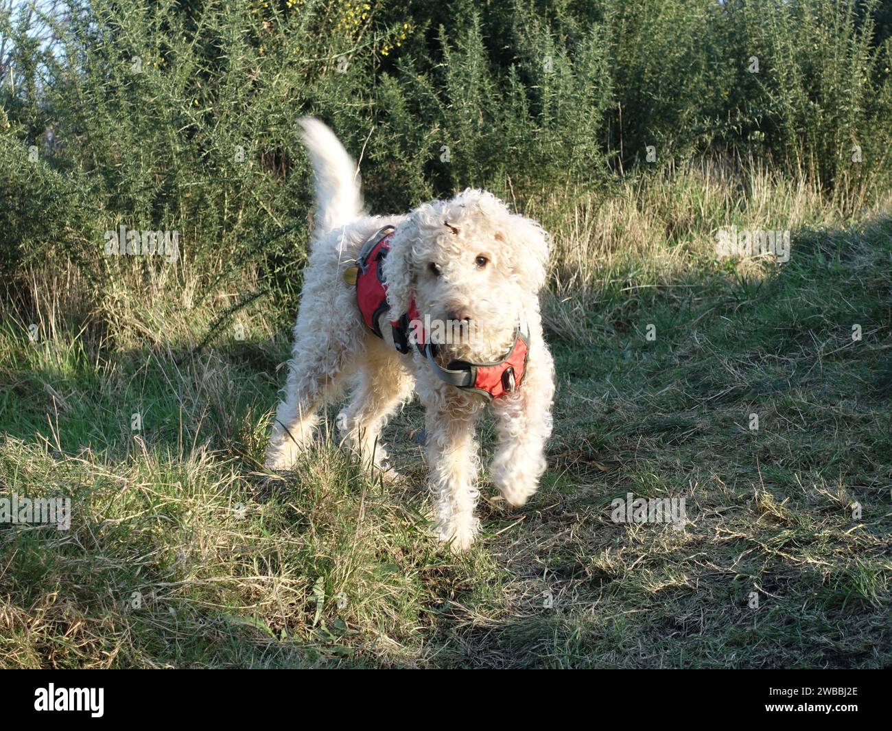 Cane Bedlington terrier in piedi su tre gambe sull'erba con un'imbracatura rossa Foto Stock
