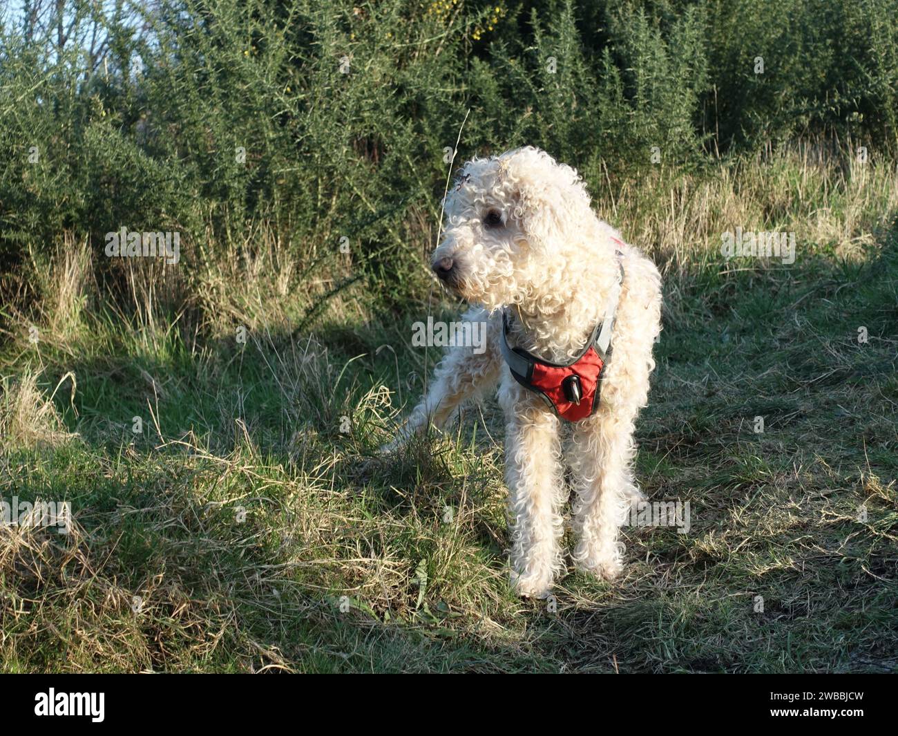 Cane Bedlington terrier in piedi su prati con un'imbracatura rossa Foto Stock