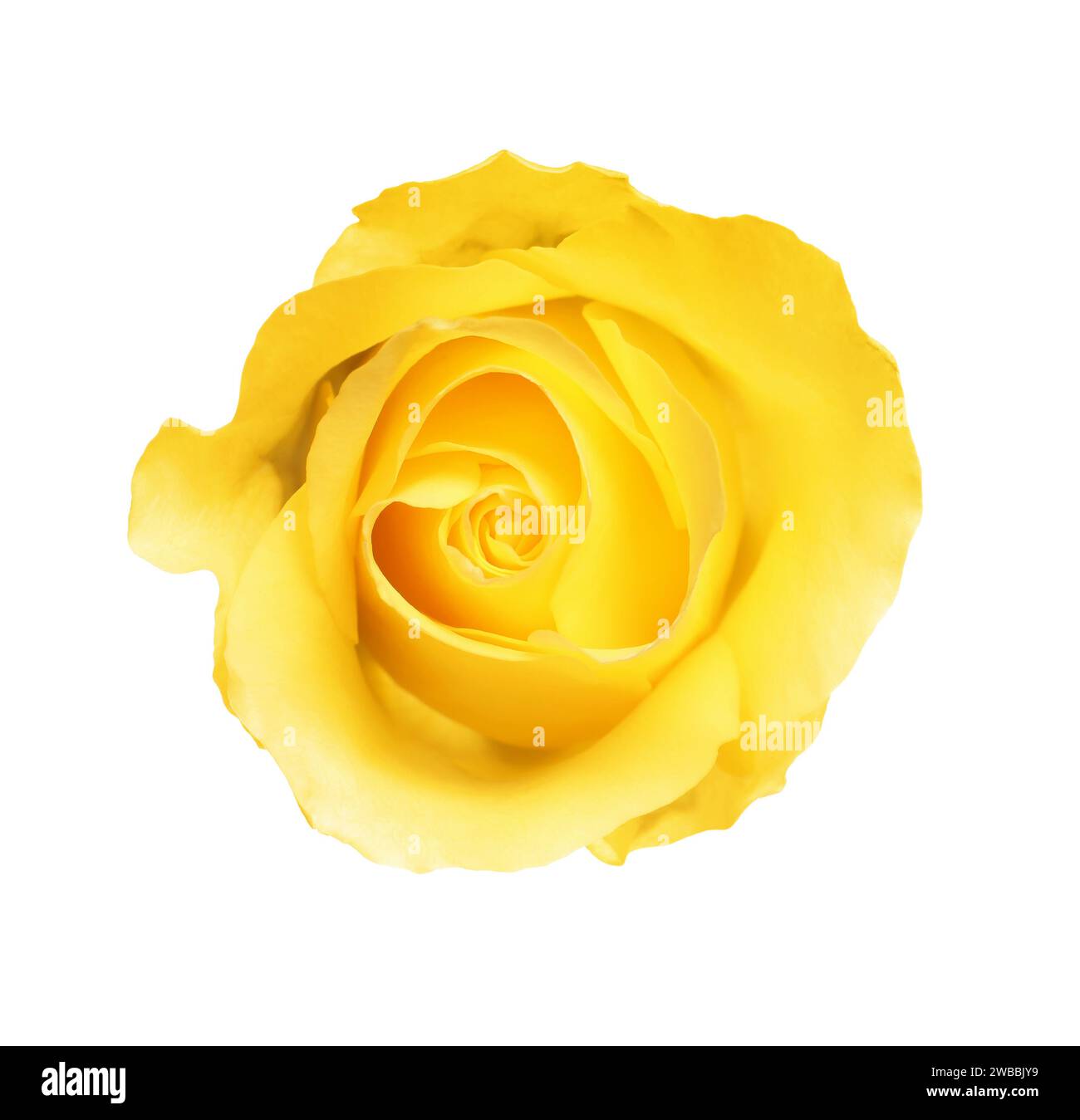 Bella rosa gialla fresca isolata su bianco Foto Stock