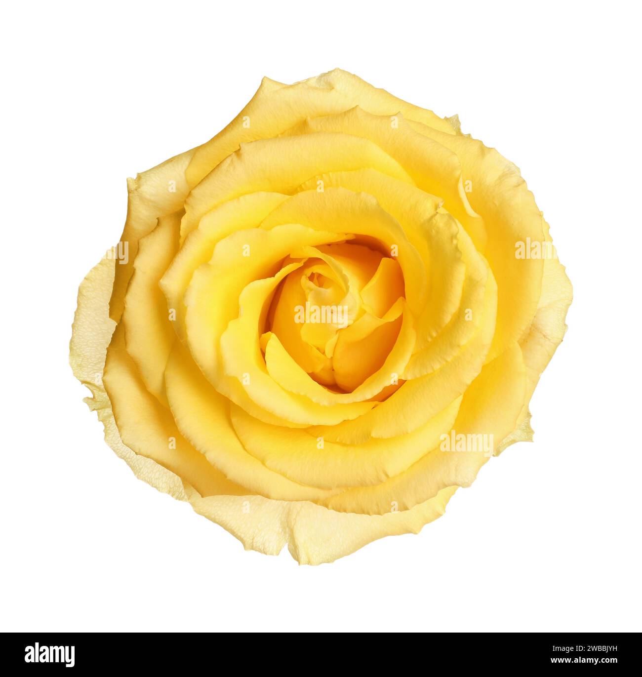 Bella rosa gialla fresca isolata su bianco Foto Stock