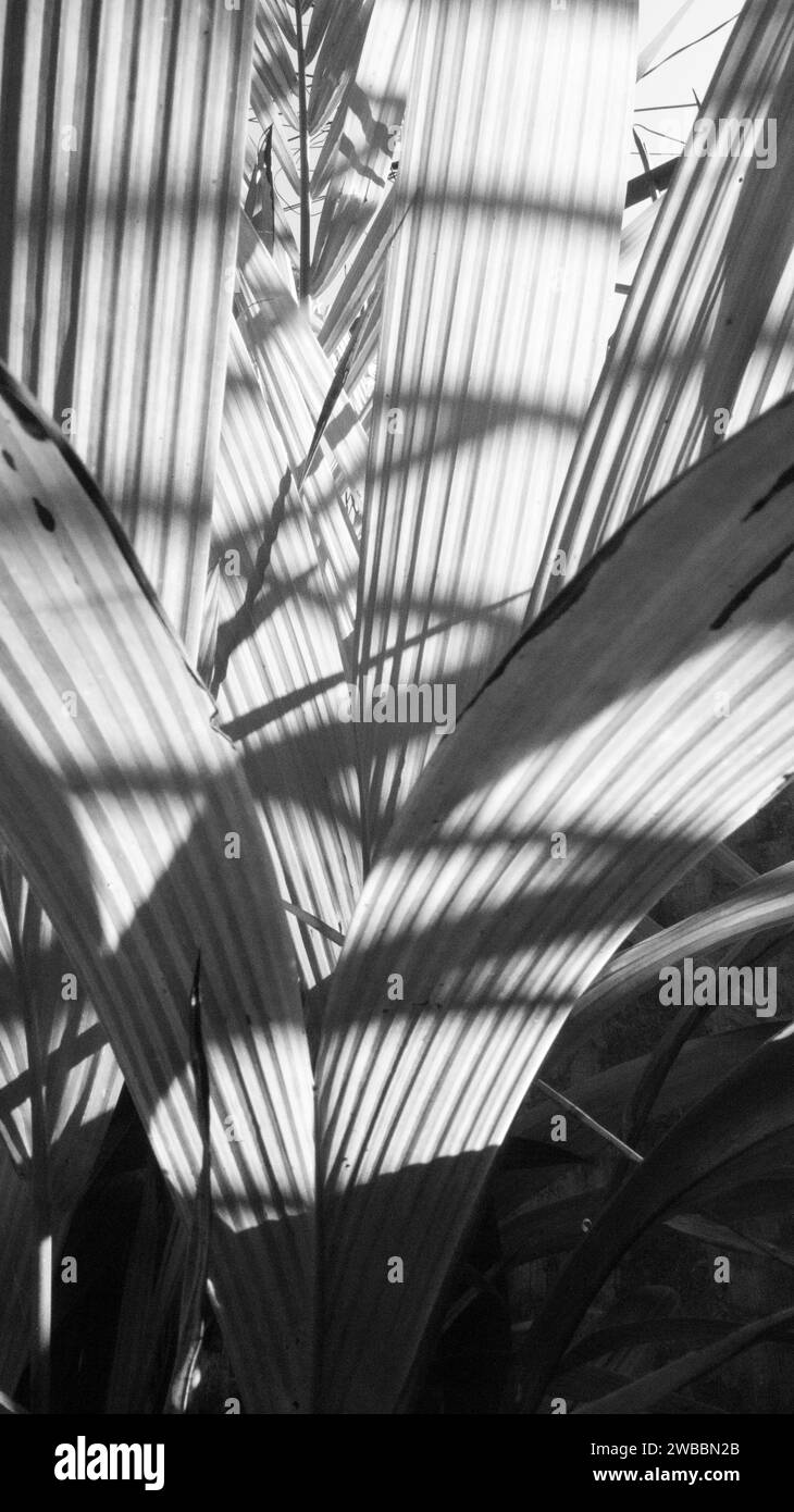 Una fotografia in bianco e nero di una pianta con motivi a Kalibo, Aklan, Filippine. Foto Stock