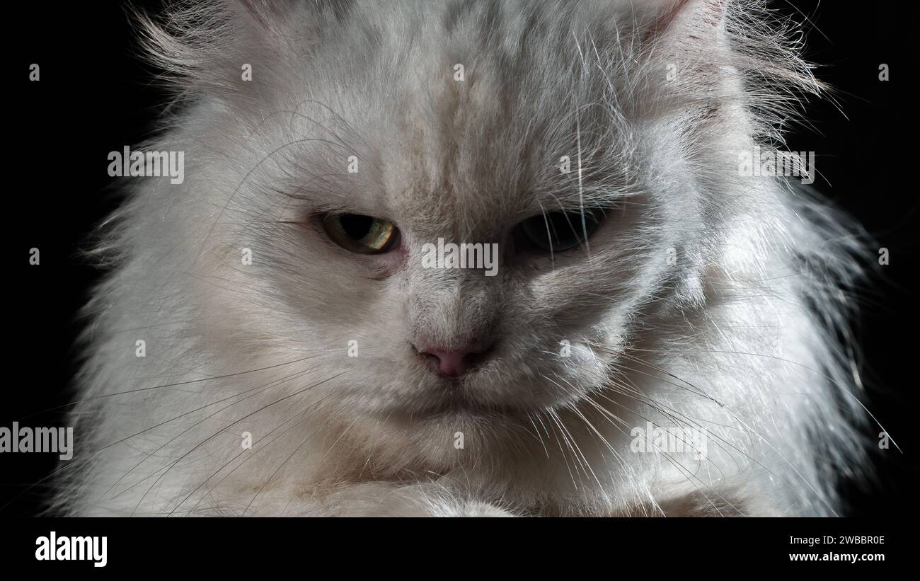 Ritratto di un gatto incrociato persiano al chiuso su sfondo scuro Foto Stock