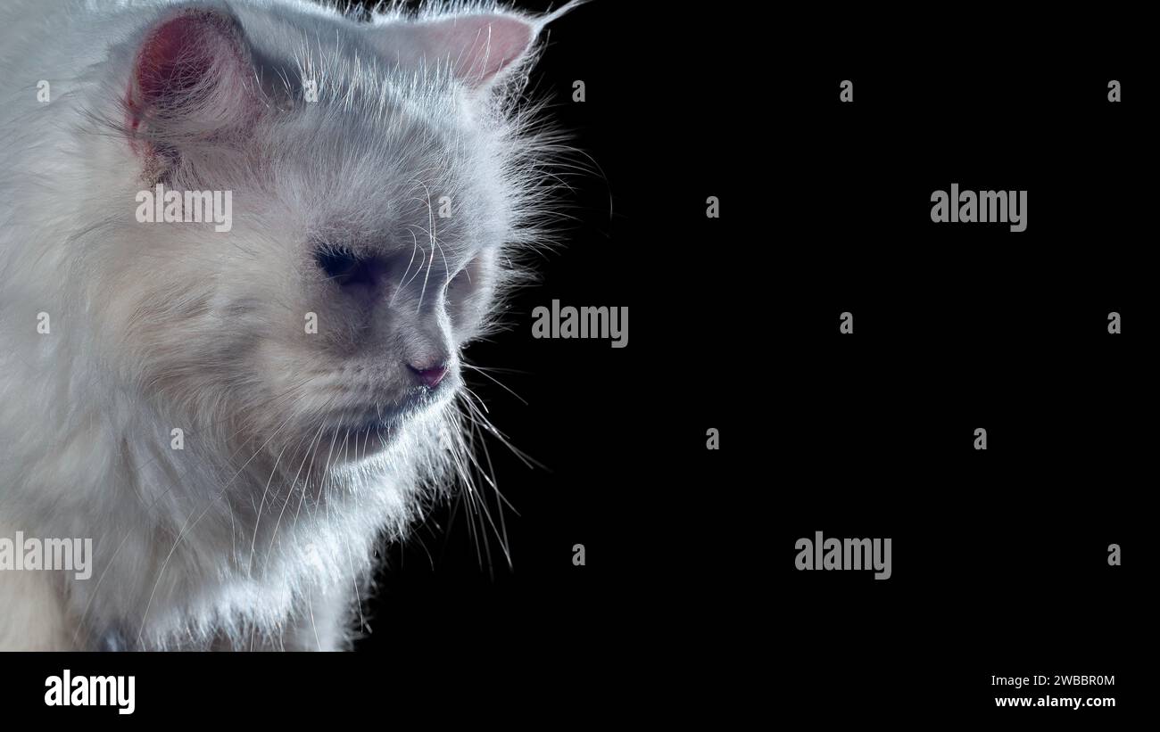 Ritratto di un gatto incrociato persiano al chiuso su sfondo scuro Foto Stock