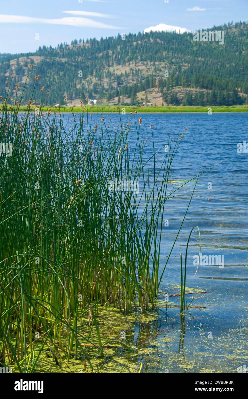 Smith il lago di giunco, Smith lago pesca sportiva sito di accesso, Montana Foto Stock