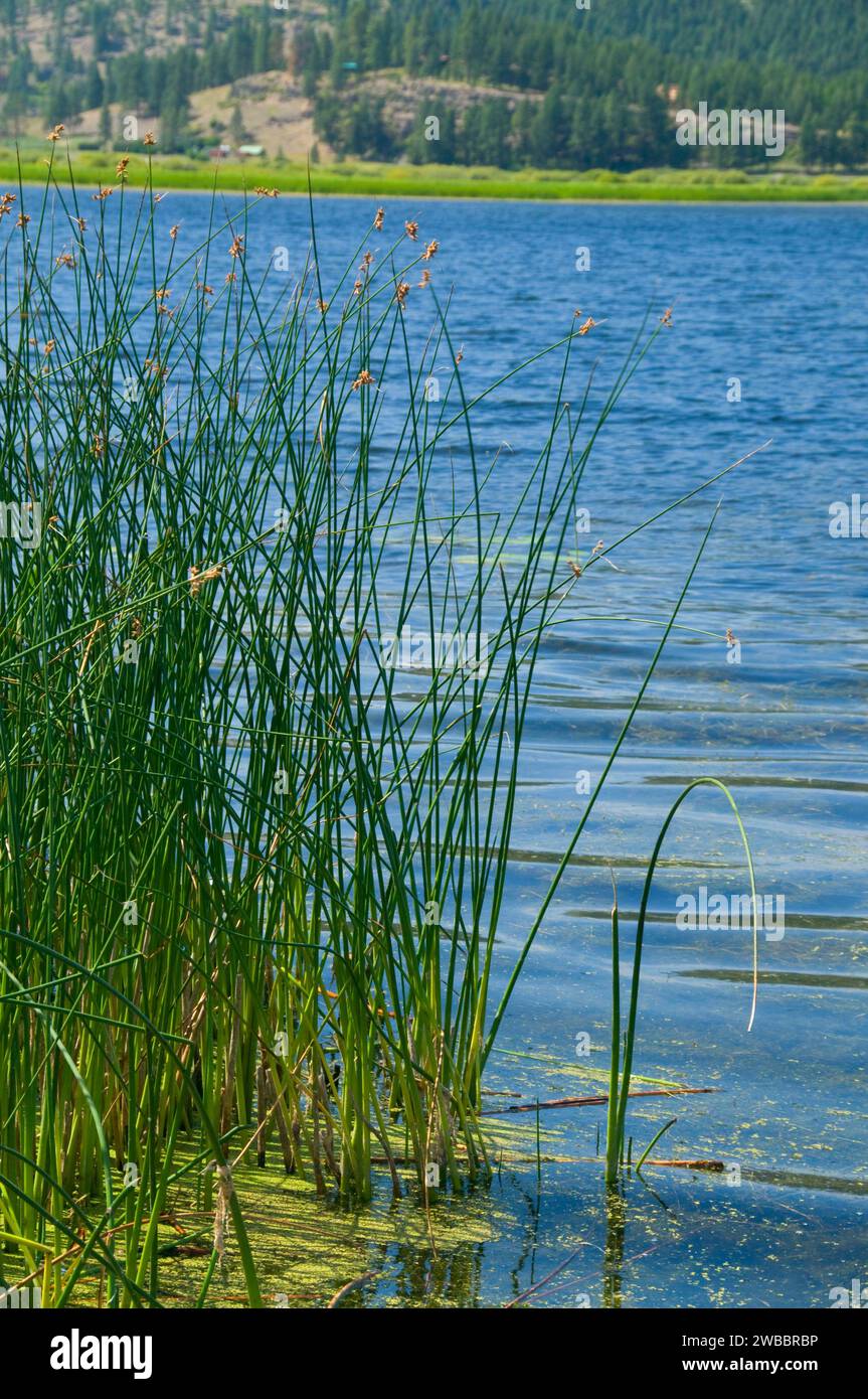 Smith il lago di giunco, Smith lago pesca sportiva sito di accesso, Montana Foto Stock