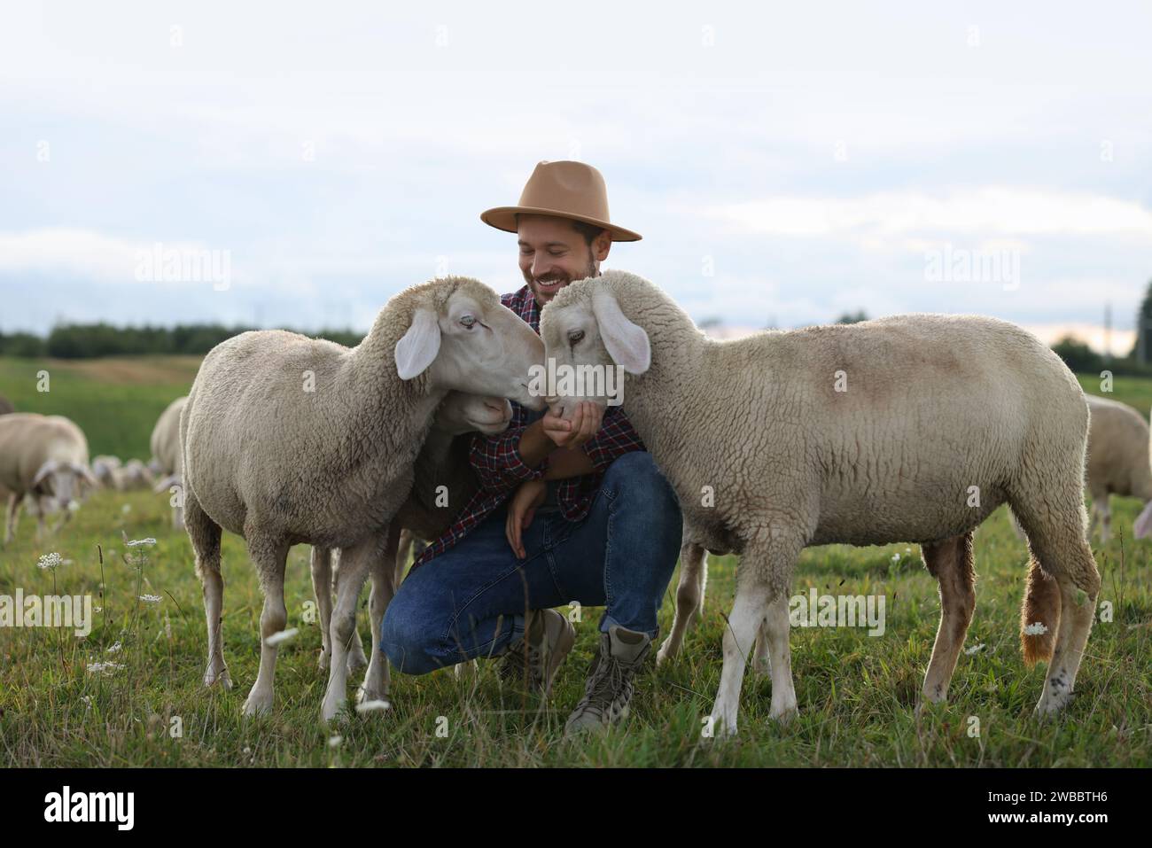 Uomo sorridente che dà da mangiare alle pecore al pascolo in fattoria Foto Stock