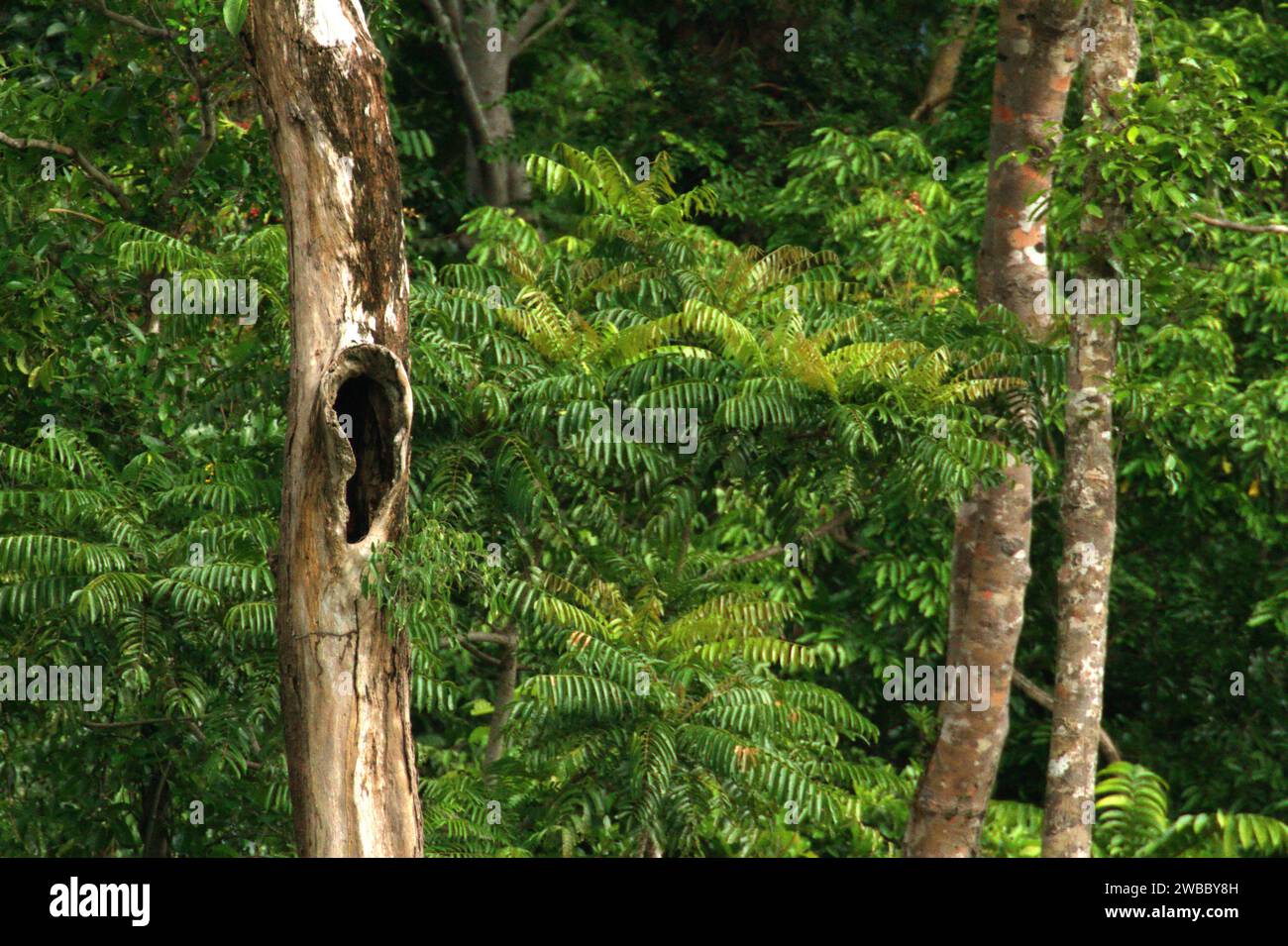 Un buco sul tronco di un albero morto in una fitta area vegetata vicino al Monte Tangkoko e a Duasudara (Dua Saudara) a Bitung, Sulawesi settentrionale, Indonesia. L'International Union for Conservation of Nature (IUCN) conclude che l'aumento delle temperature ha portato, tra l'altro, a cambiamenti ecologici, comportamentali e fisiologici nelle specie animali e nella biodiversità. "Oltre all'aumento dei tassi di malattia e di habitat degradati, il cambiamento climatico sta anche causando cambiamenti nelle specie stesse, che minacciano la loro sopravvivenza", hanno scritto in una pubblicazione del 19 dicembre 2023 su IUCN.org. Foto Stock