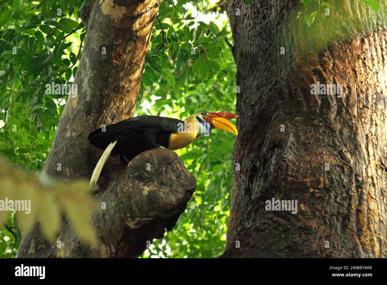 Un carpino (Rhyticeros cassidix) maschio è appollaiato su un albero nella riserva naturale di Tangkoko, Sulawesi settentrionale, Indonesia. L'International Union for Conservation of Nature (IUCN) conclude che l'aumento delle temperature ha portato, tra l'altro, a cambiamenti ecologici, comportamentali e fisiologici nelle specie animali e nella biodiversità. "Oltre all'aumento dei tassi di malattia e di habitat degradati, il cambiamento climatico sta anche causando cambiamenti nelle specie stesse, che minacciano la loro sopravvivenza", hanno scritto in una pubblicazione del 19 dicembre 2023 su IUCN.org. Foto Stock