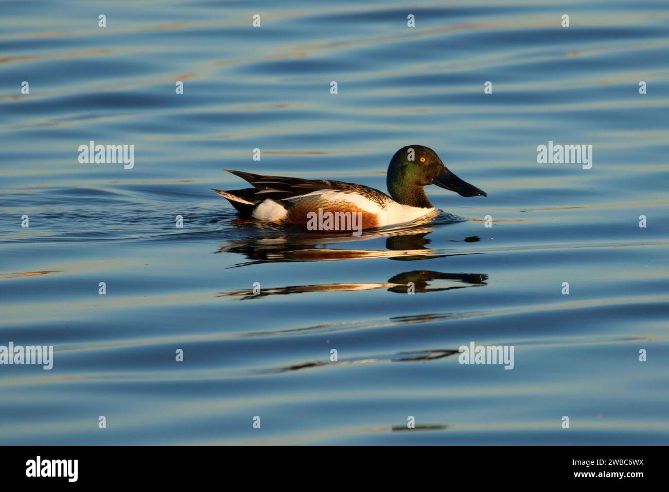 Northern shoveler, Benton Lake National Wildlife Refuge, Montana Foto Stock