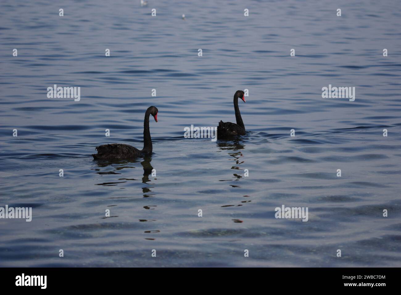 Graziosi cigni sulle acque oceaniche Serenity in Nature Foto Stock