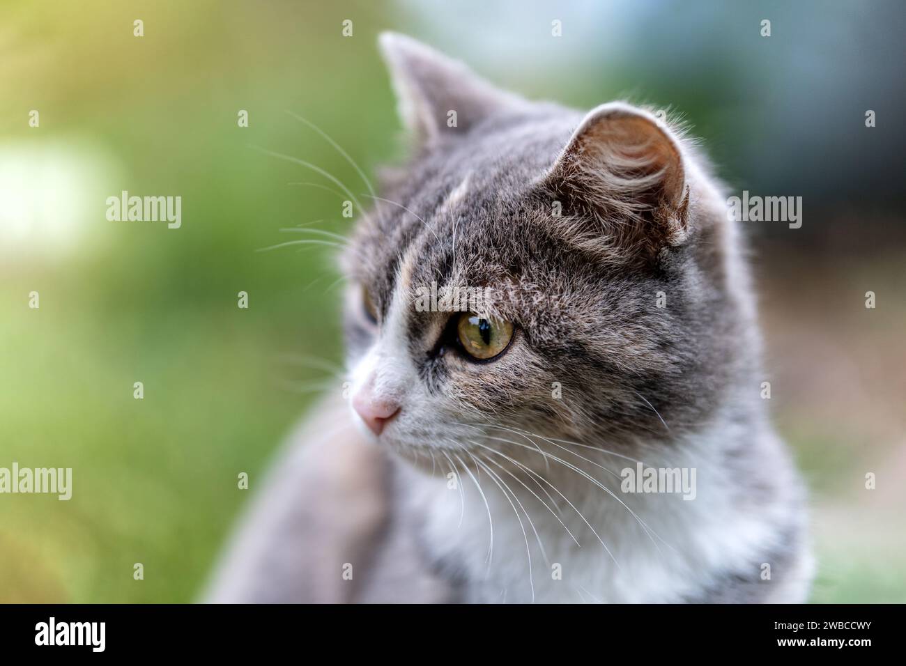 Un gatto bianco-grigio siede curiosamente e fissa. Sfocatura dello sfondo. Fotografia ravvicinata. Foto Stock