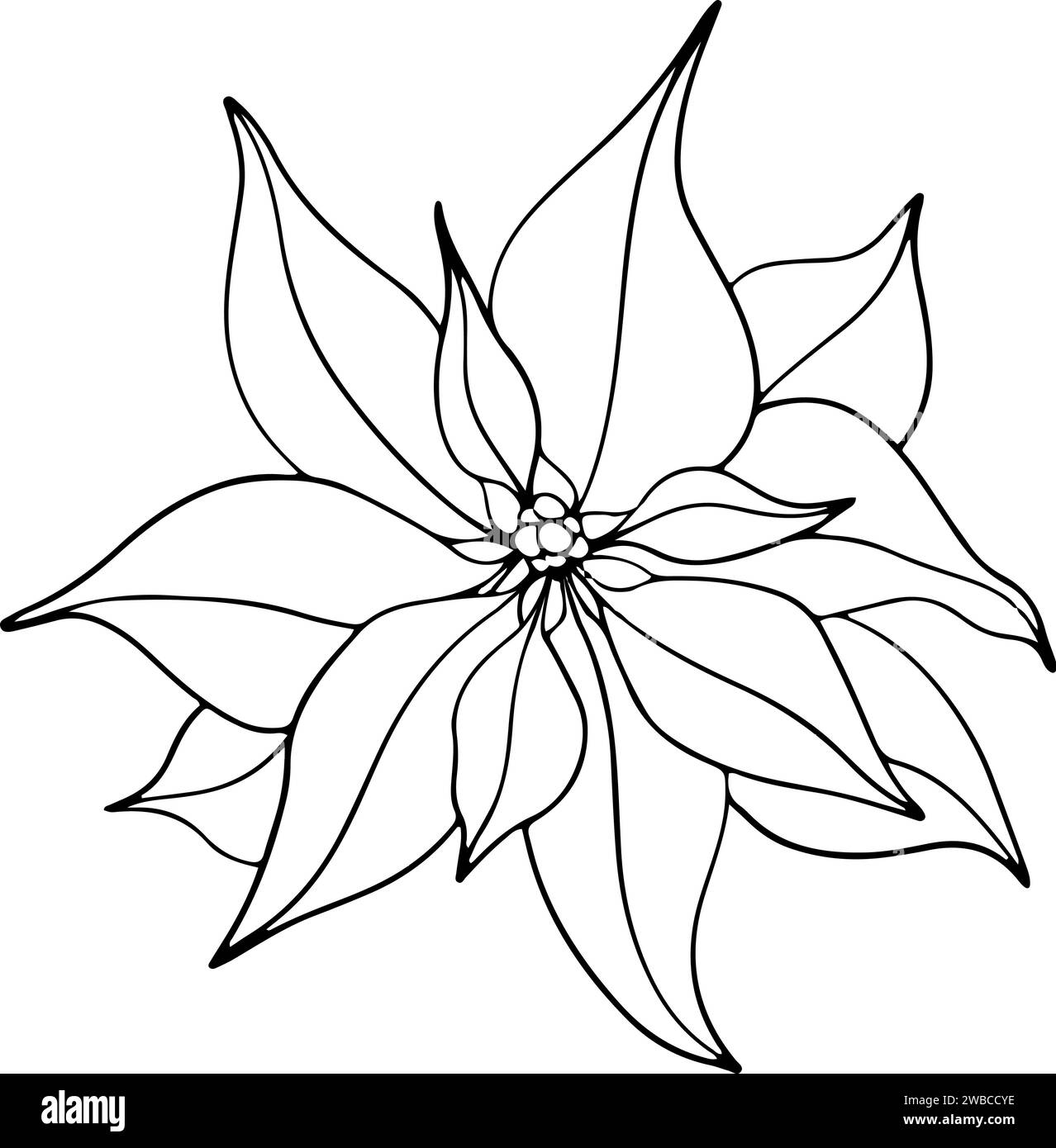 Fiori di Poinsettia, fiore di stella invernale. Elemento artistico della linea botanica. grafica dell'inchiostro. Illustrazione dipinta a mano per il saluto di Natale o Capodanno Illustrazione Vettoriale