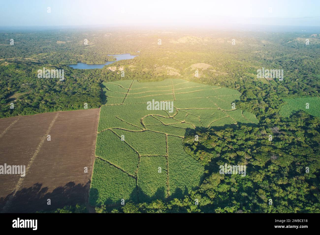 Paesaggio aereo di campi verdi con spazio agricolo Foto Stock