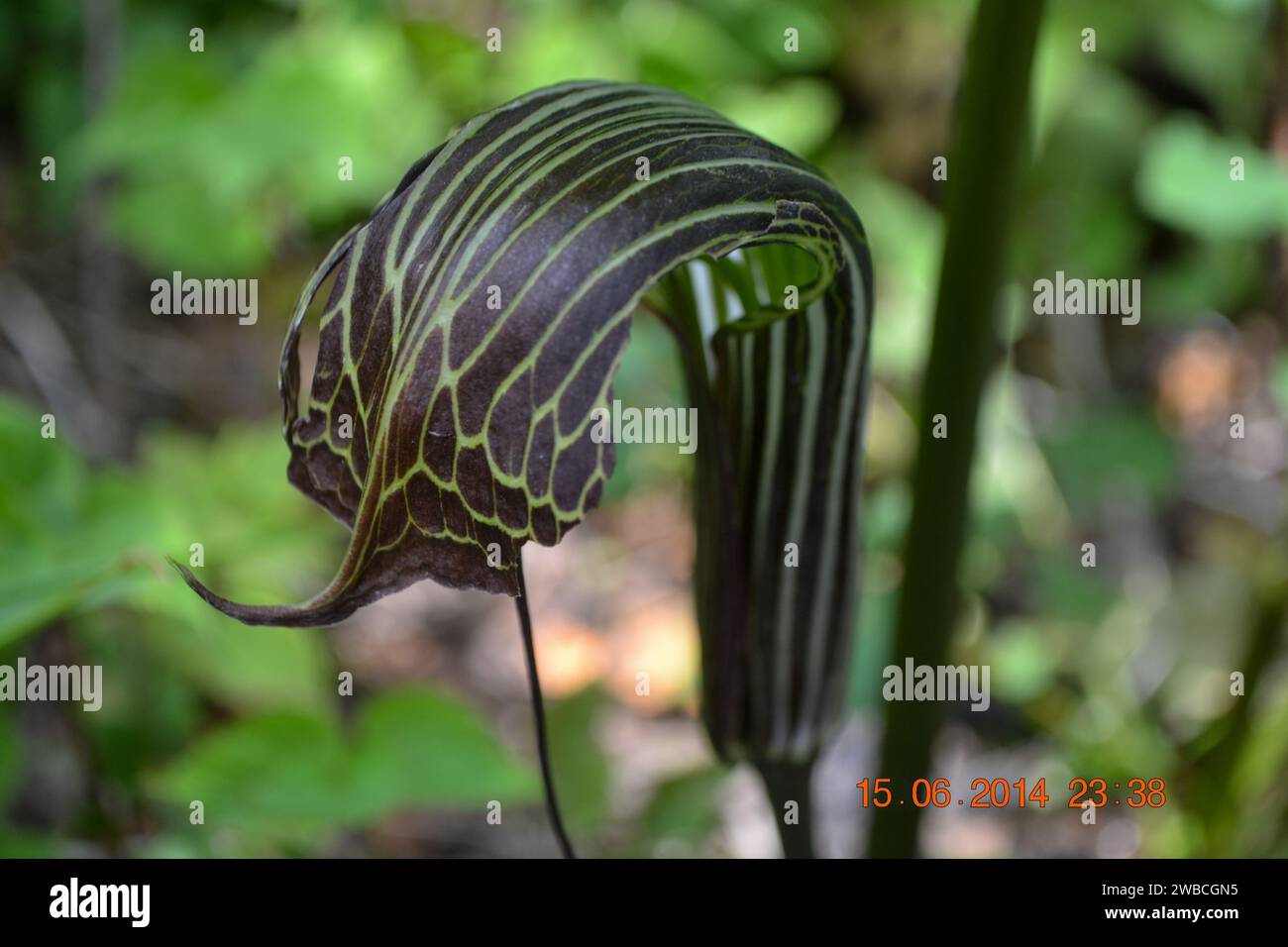 Cobra Lily, pianta di caraffa chiamata anche Darlingtonia californica in Himalaya. Questa pianta è una specie di pianta carnivora. Come una pianta del lanciatore è il Foto Stock