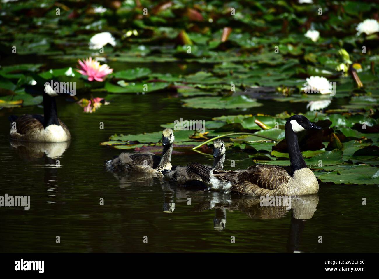Famiglia di oche canadesi con due uccelli adulti e due pulcini in uno stagno. Si tratta di una grande oca selvatica con testa e collo neri e guance bianche. Foto Stock