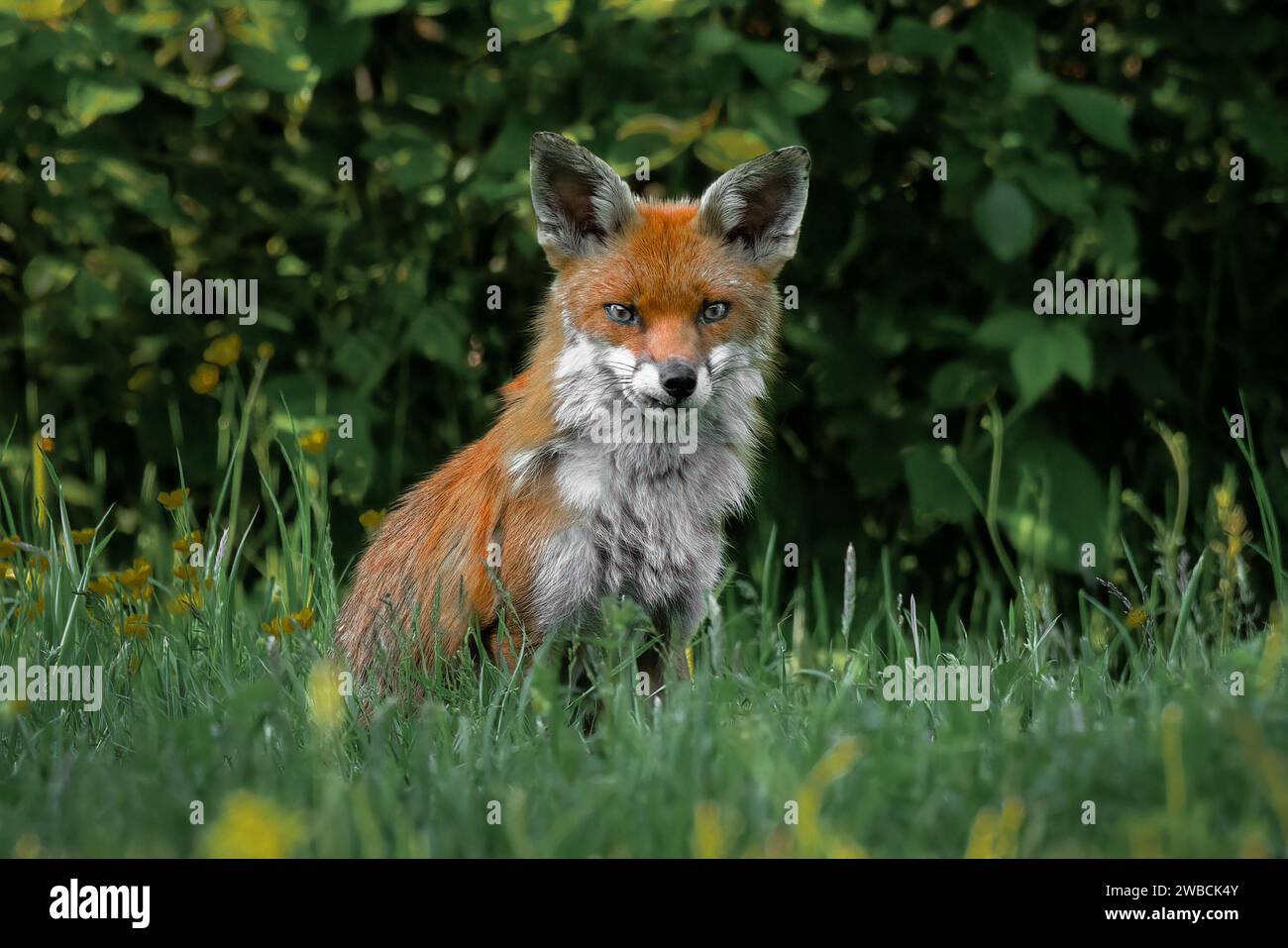 Un cucciolo di volpe seduto sull'erba e guardando la telecamera. Preso davanti a una siepe, e su un prato erboso. Le sue orecchie sono punzonate Foto Stock
