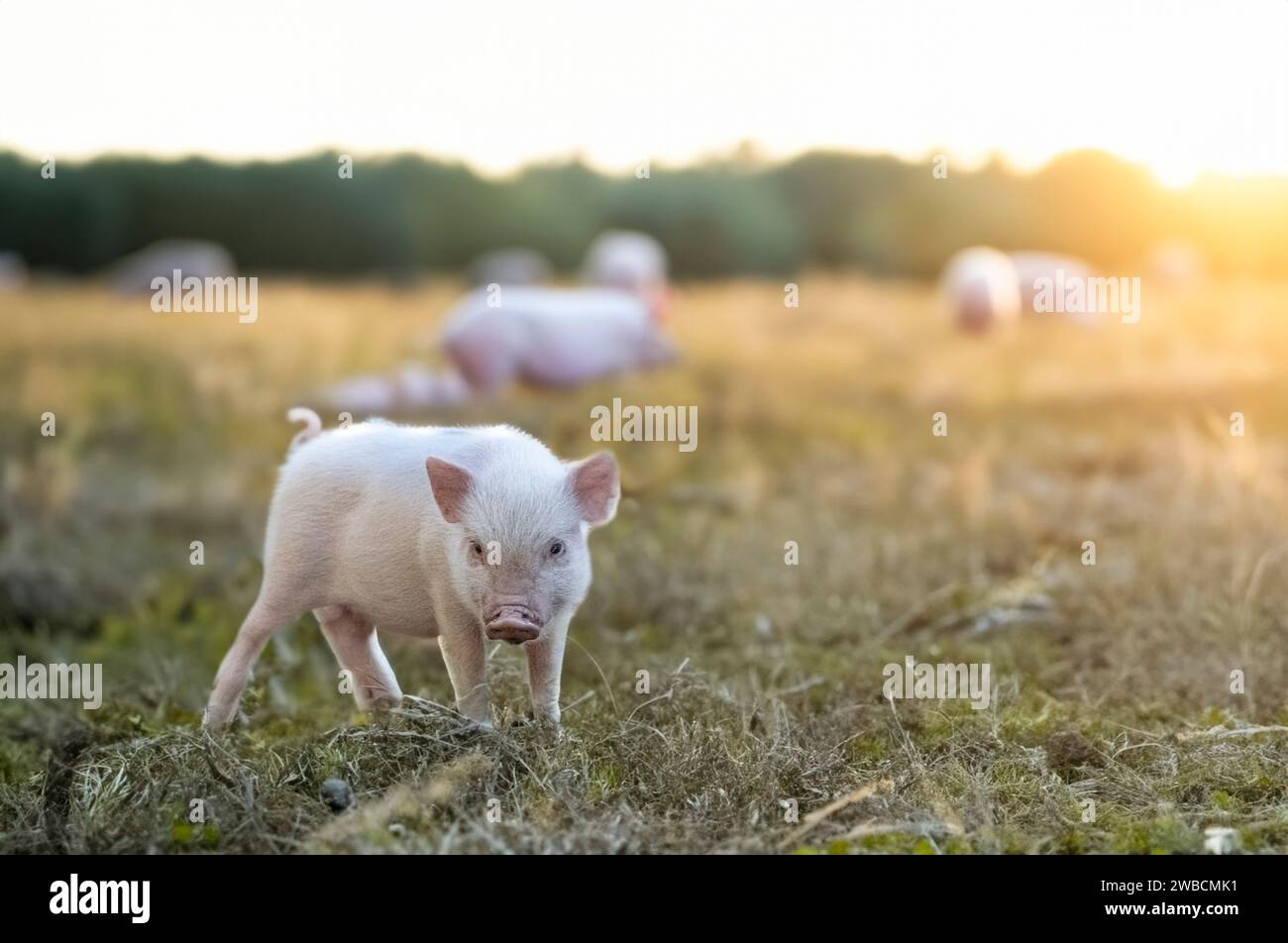 maialino rosa in miniatura che cammina in un campo in una fattoria Foto Stock