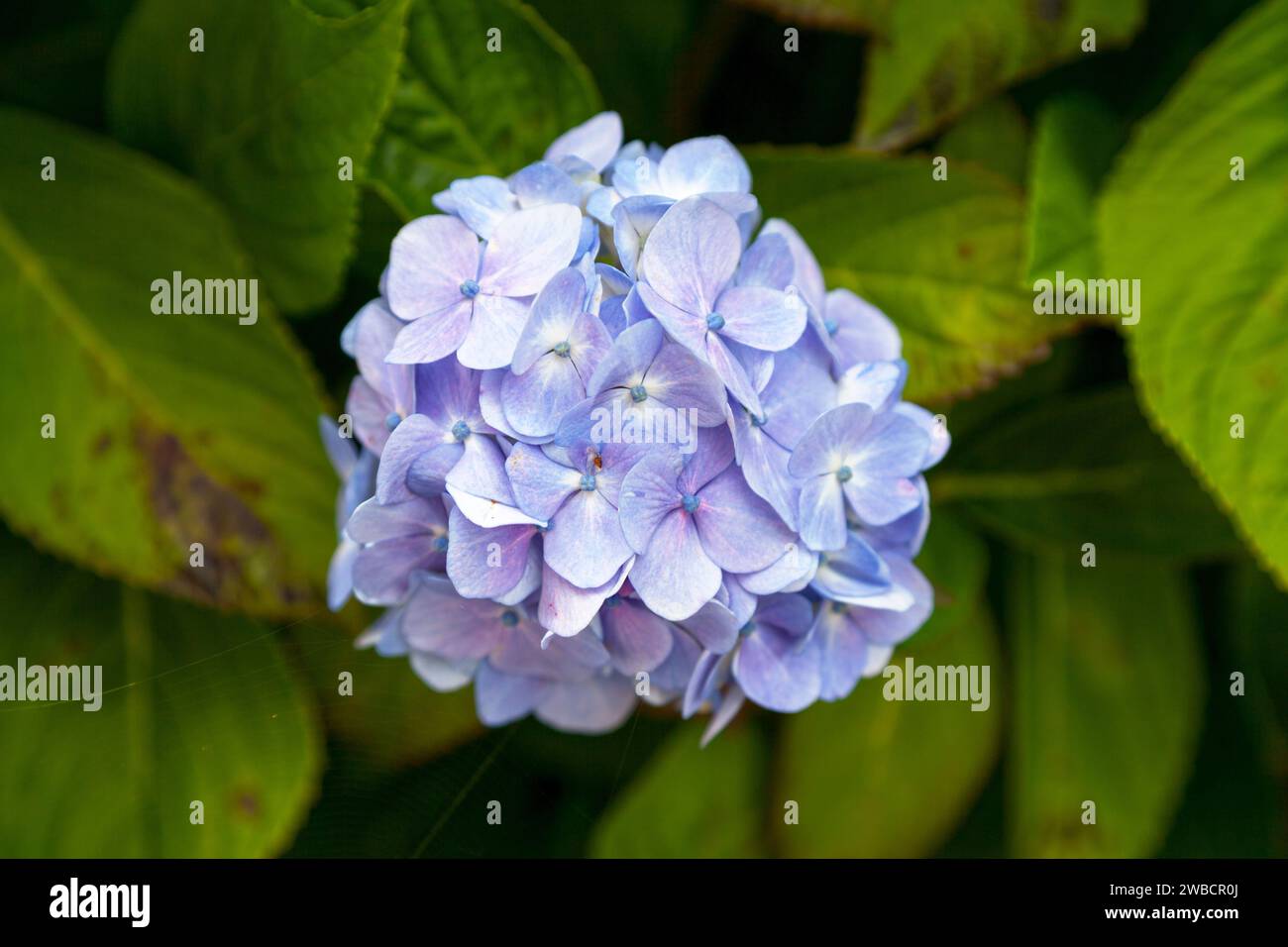 Primo piano su un ortengea azzurro noto anche come Hortensia. Foto Stock