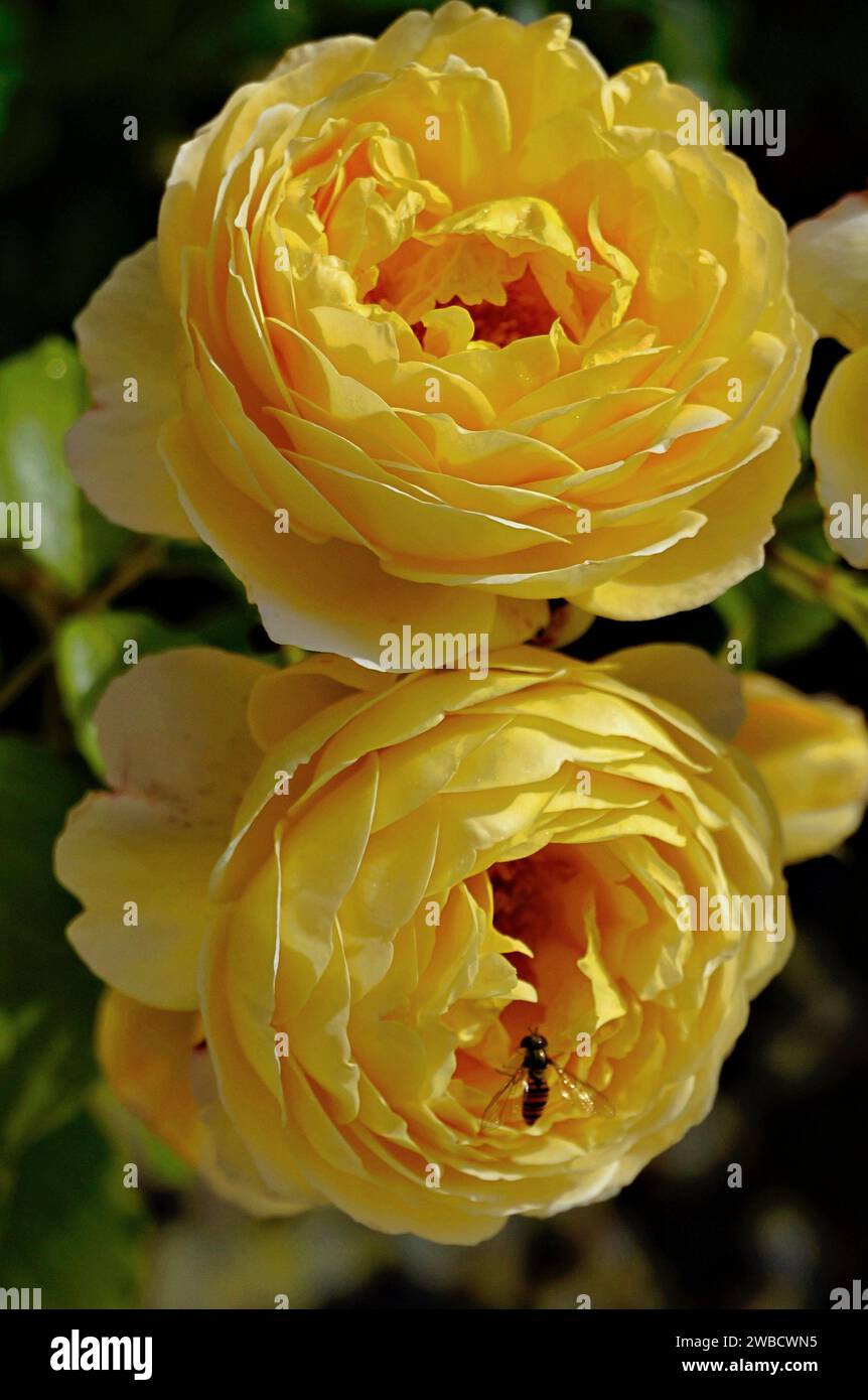 Belle de Jour è tra le molte rose con una forte fragranza e rende sicuramente i giardini più invitanti e vivaci. Foto Stock
