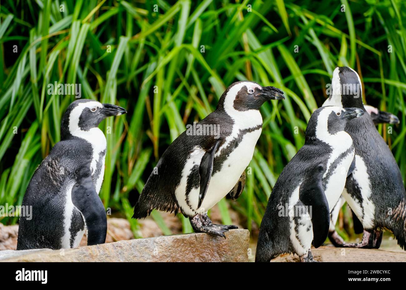 Un gruppo di pinguini bianchi e neri. Foto Stock