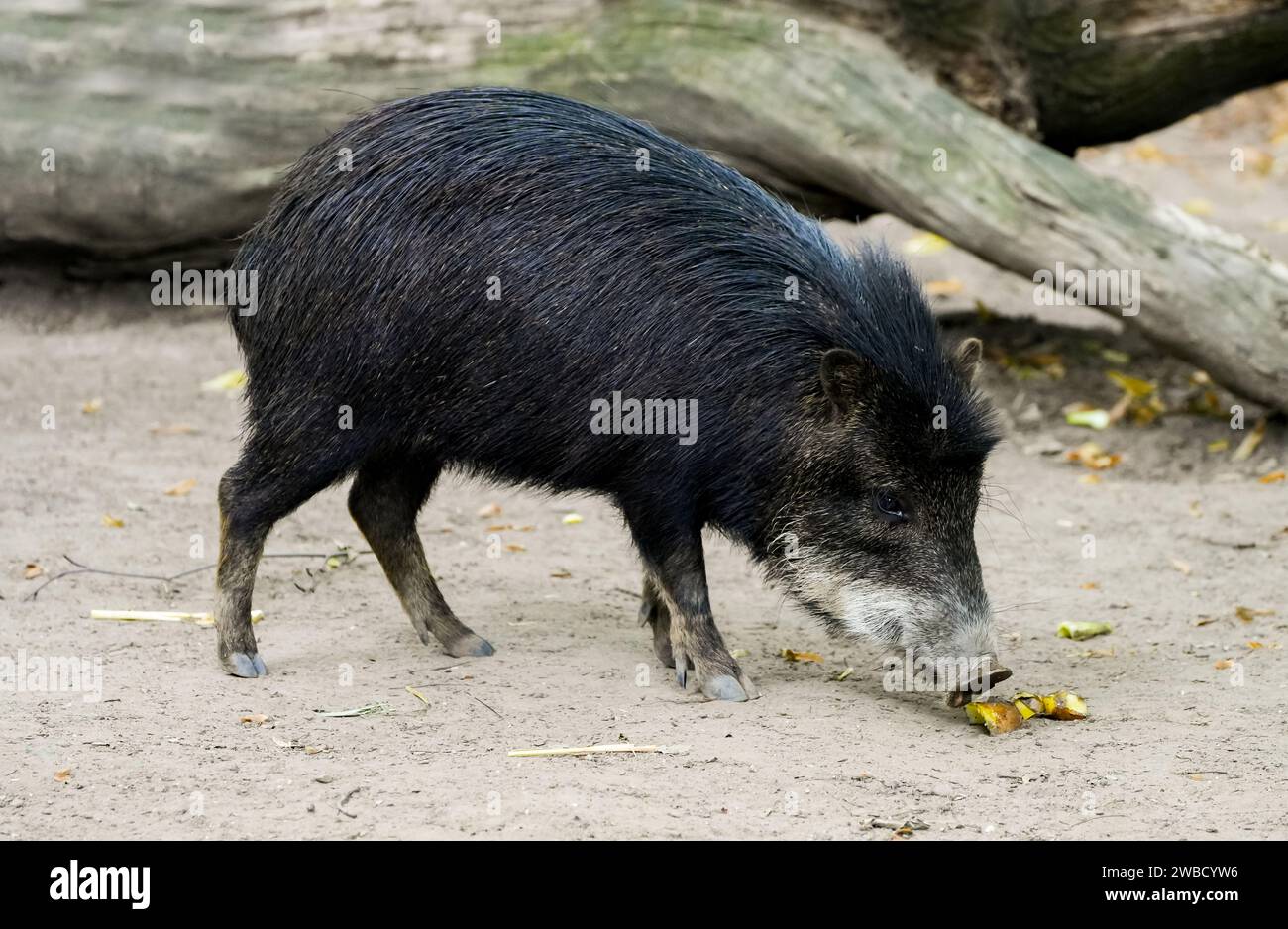 Ritratto di una peccaria dalla barba bianca. Animale in cerca di cibo da vicino. Tayassu pecari. Peccaria dalle labbra bianche. Foto Stock