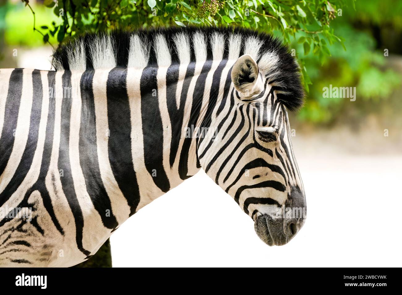 Ritratto di una zebra. Animale in primo piano. Hippotigris. Foto Stock
